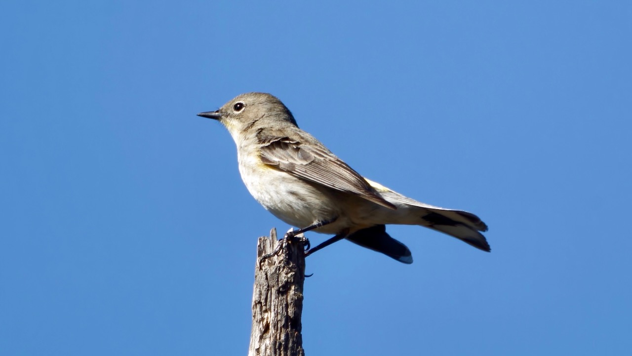 Yellow-rumped Warbler