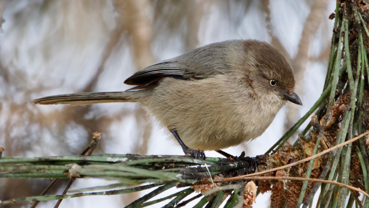 Bushtit