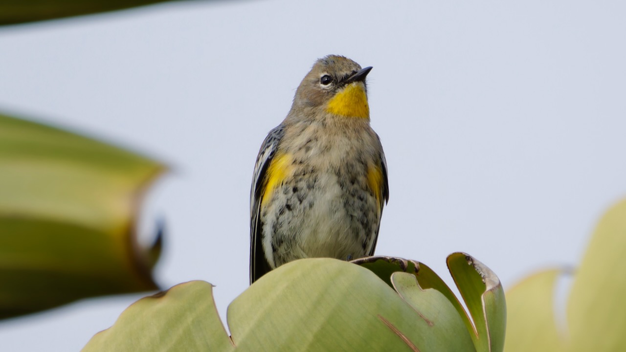 Yellow-rumped Warbler