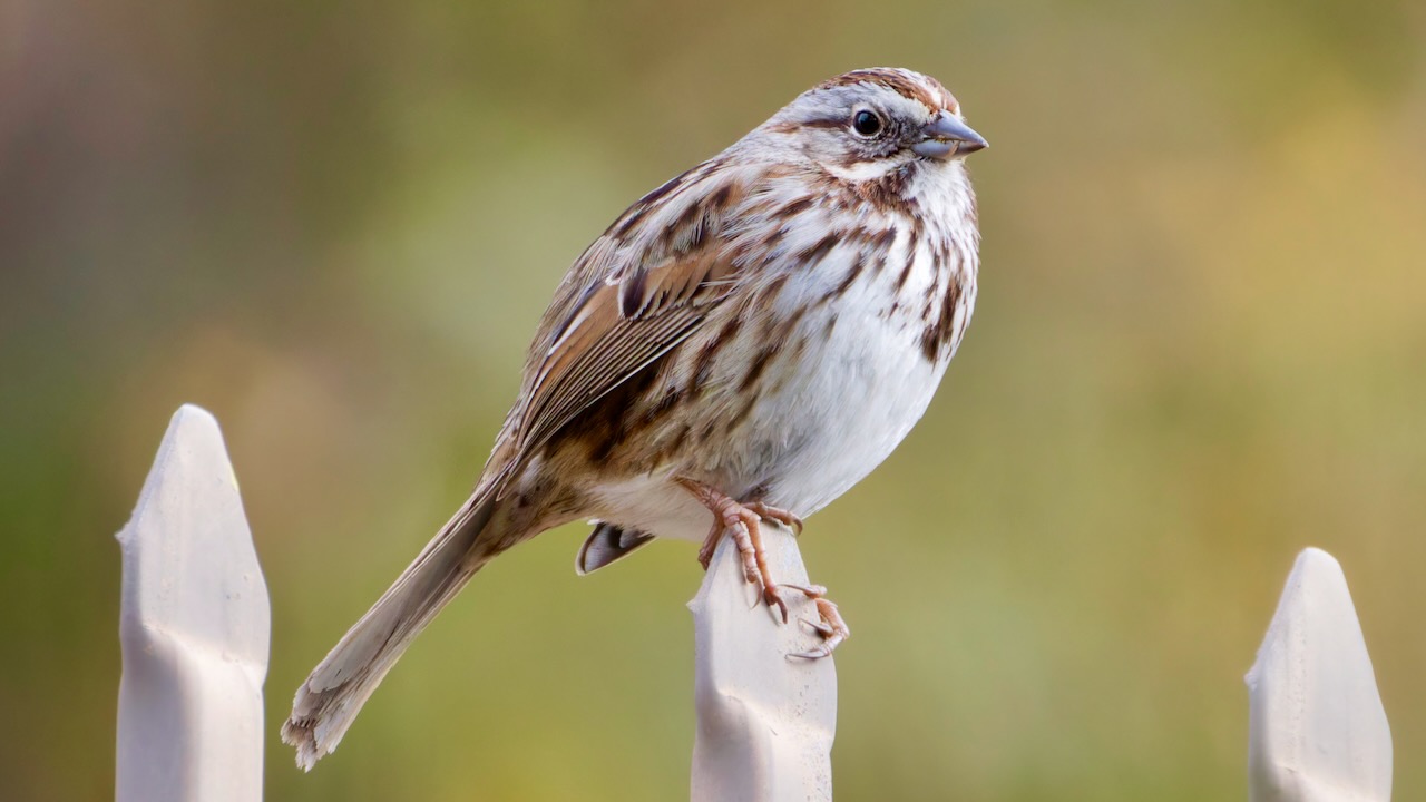 Song Sparrow