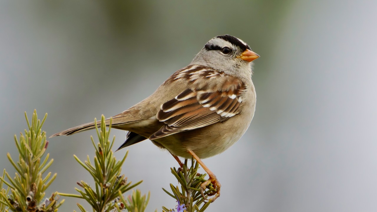 White-crowned Sparrow