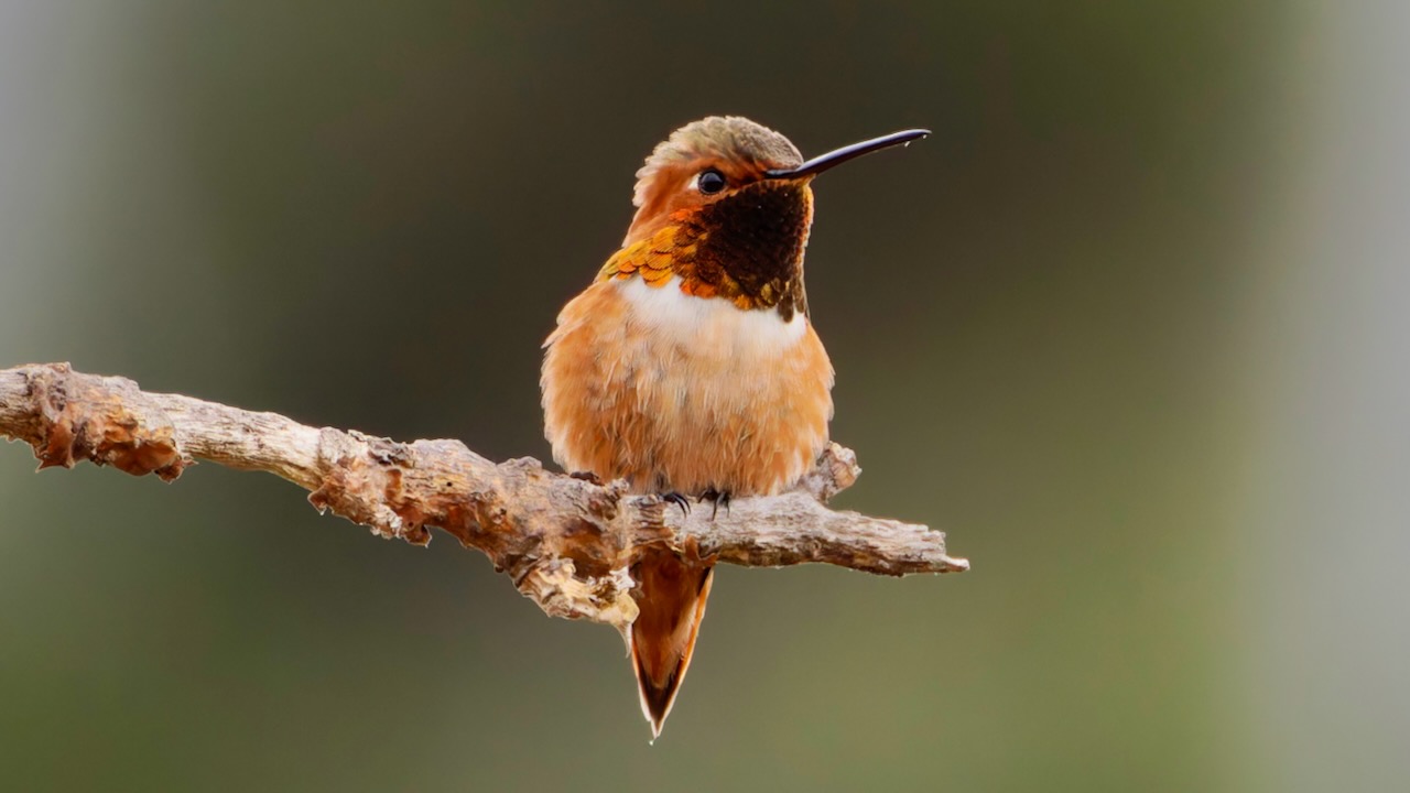 Allen’s Hummingbird