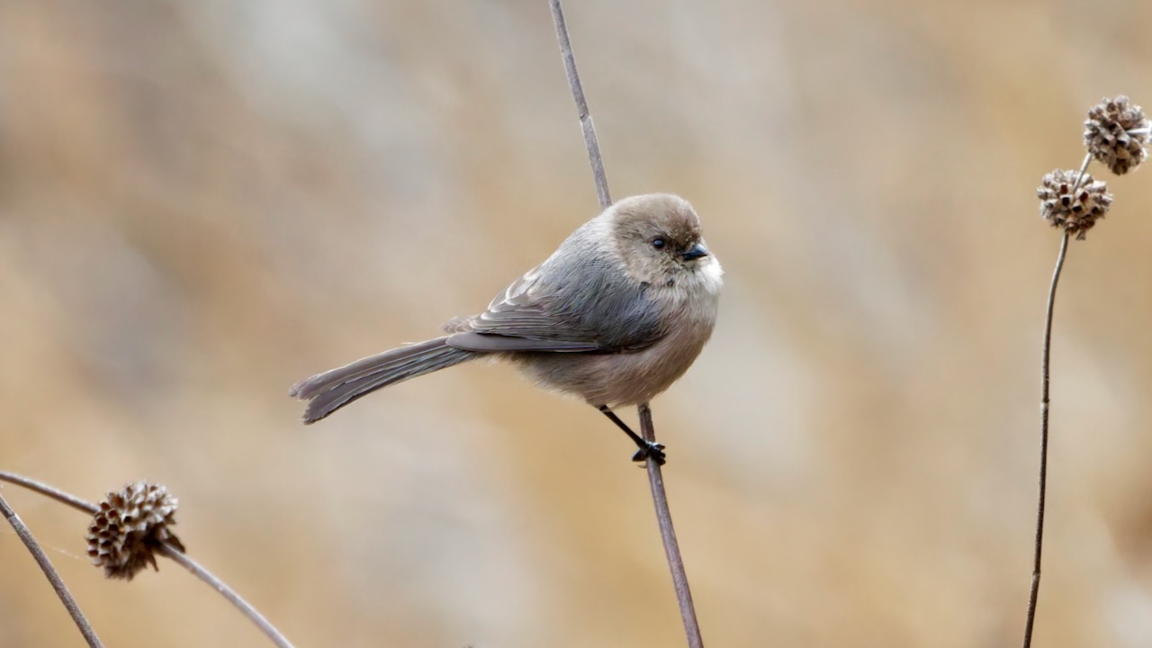 Bushtit