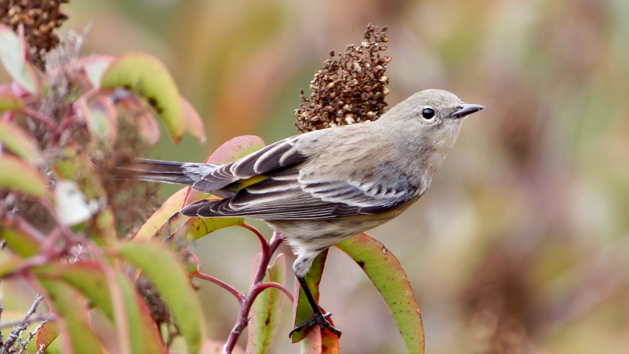 Yellow-rumped Warbler