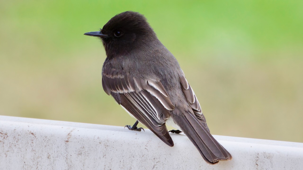 Black Phoebe