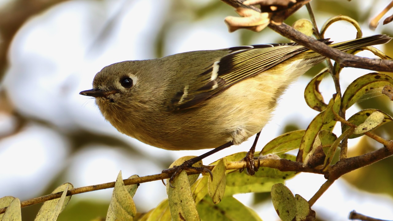 Ruby-crowned Kinglet