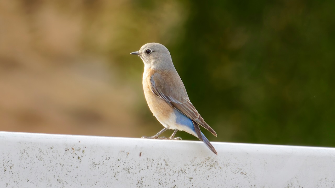 Western Bluebird