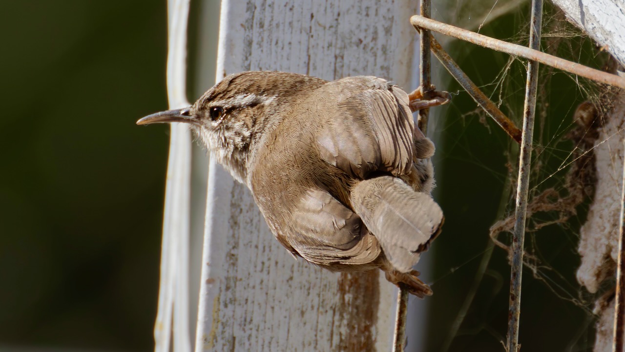 Bewick’s Wren