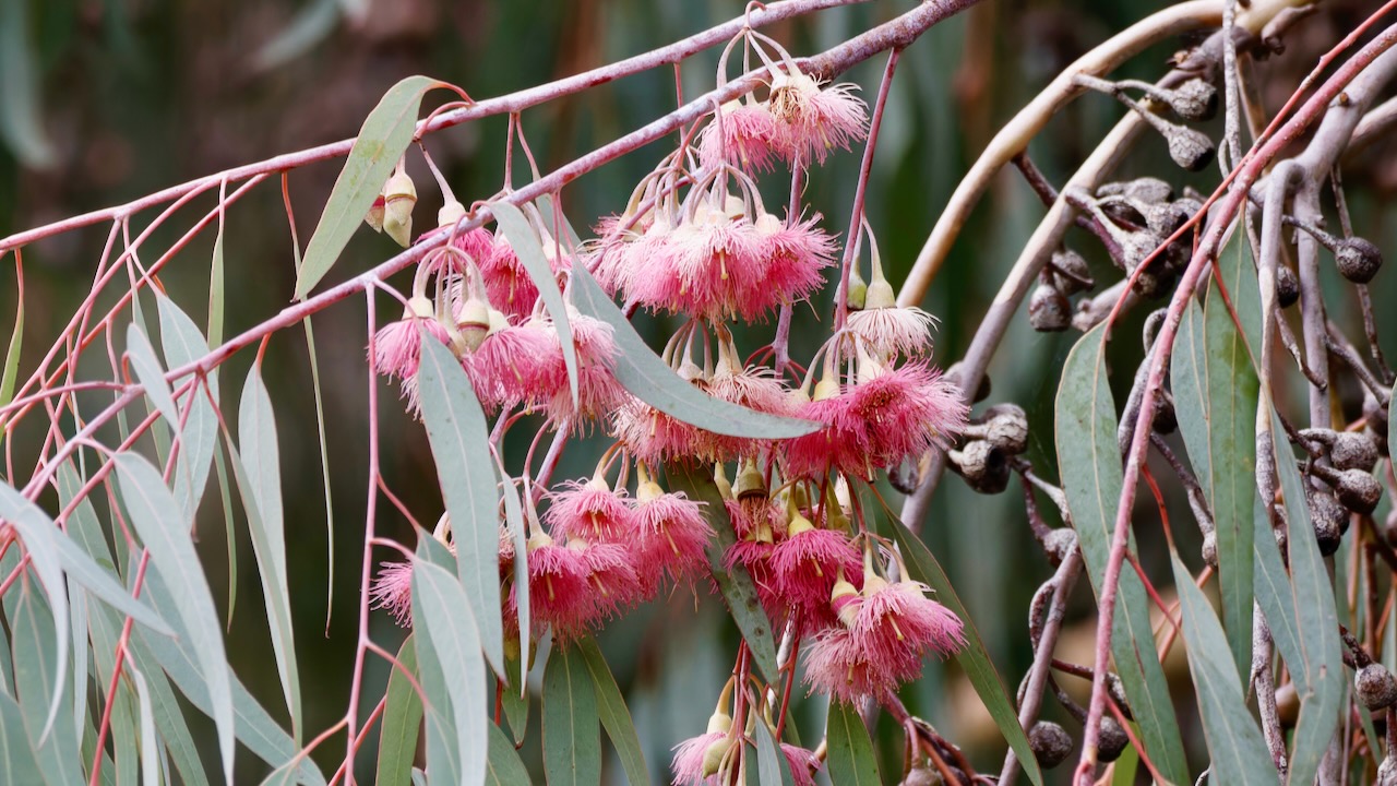 Red Ironbark