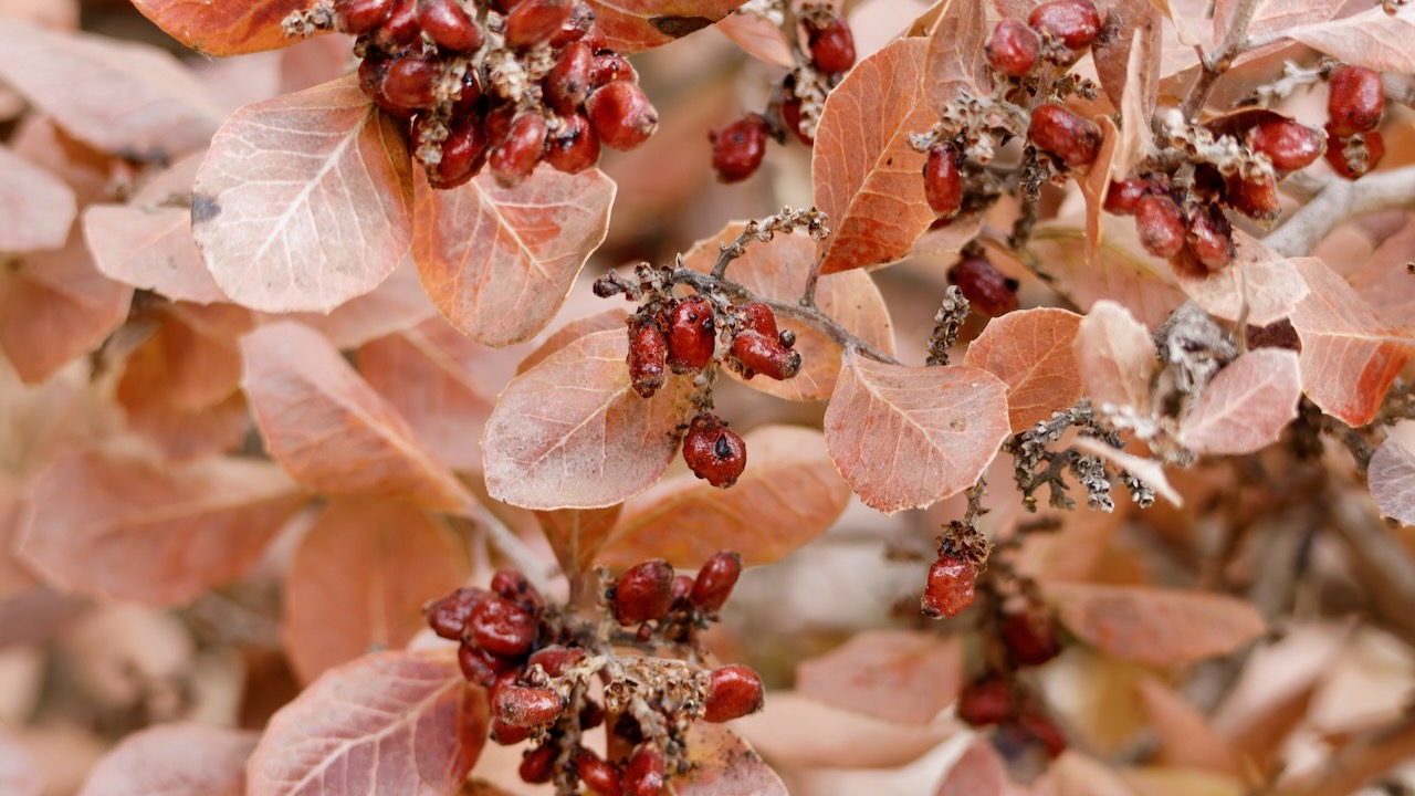 Lemonade Sumac