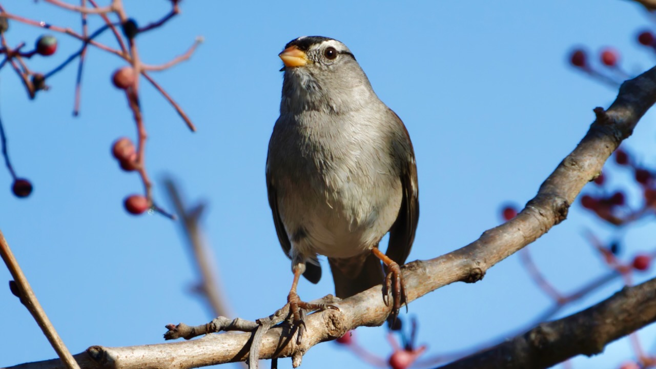 White-crowned Sparrow