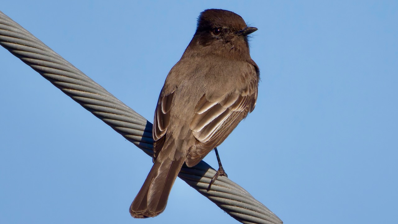 Black Phoebe