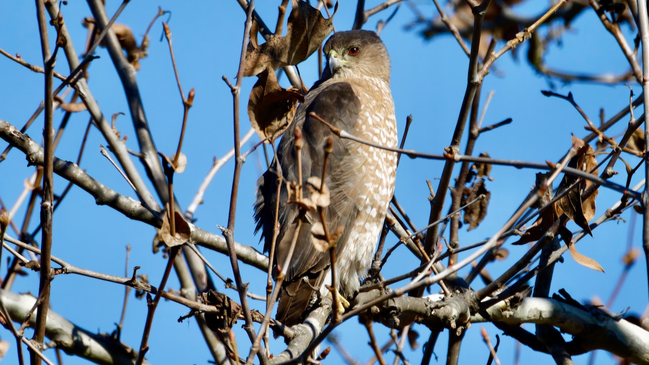 Cooper’s Hawk