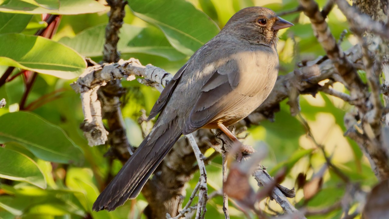 California Towhee