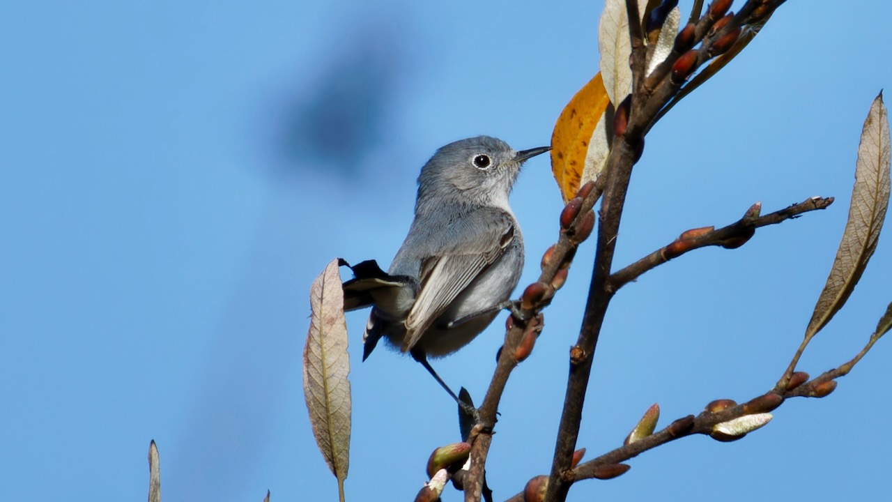 Blue-gray Gnatcatcher