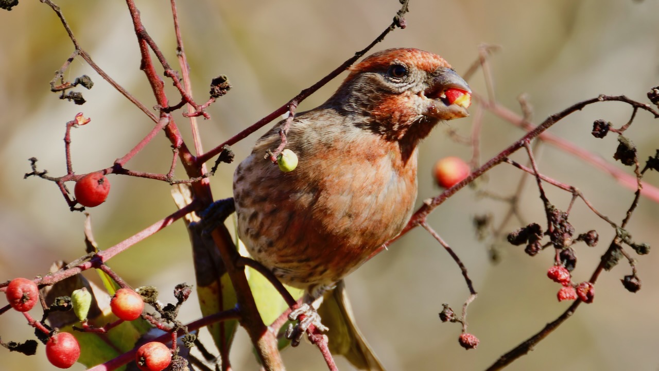 House Finch