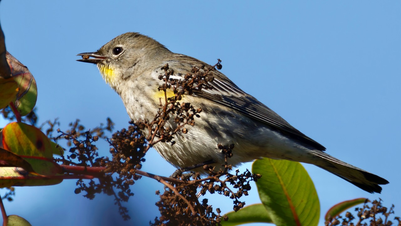 Yellow-rumped Warbler