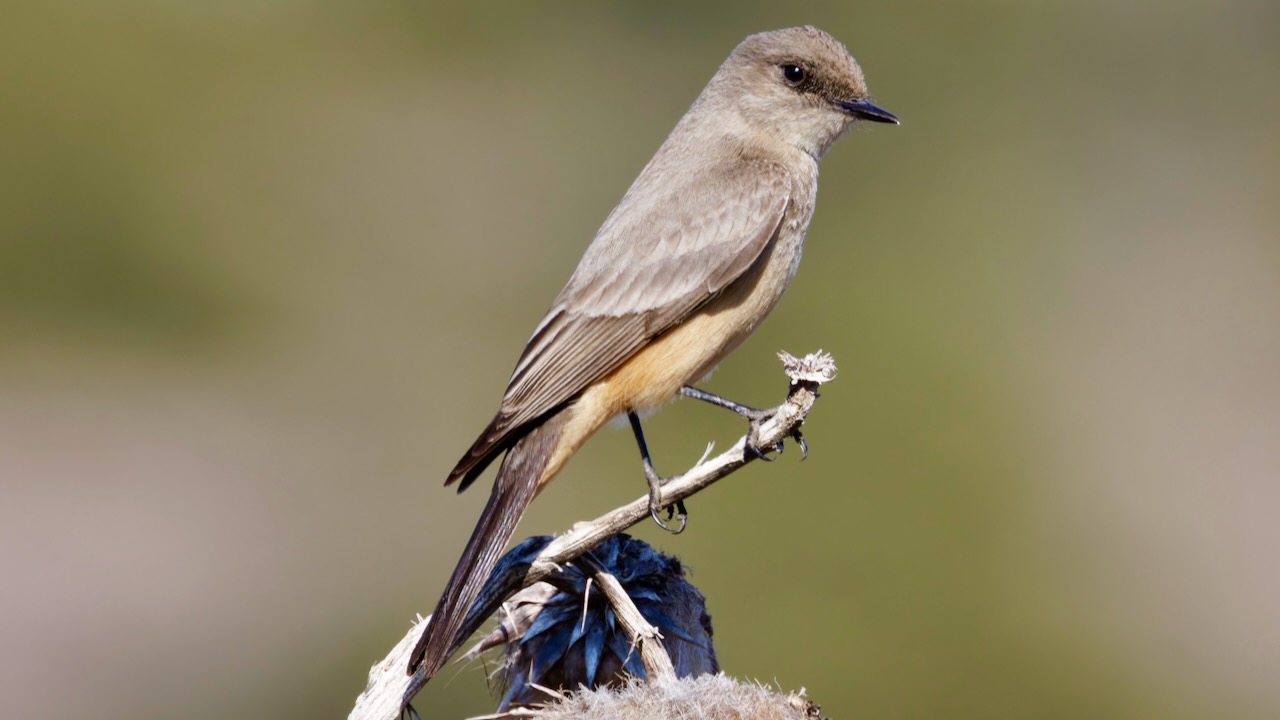 Say’s Phoebe