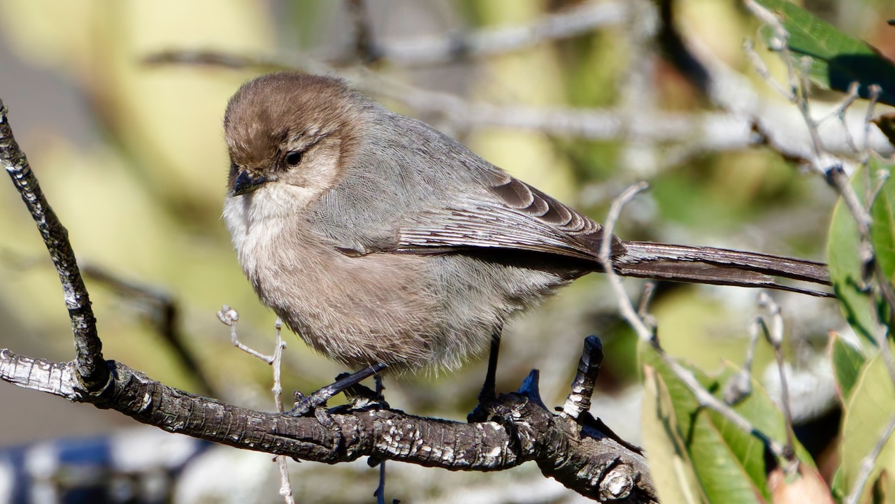 Bushtit