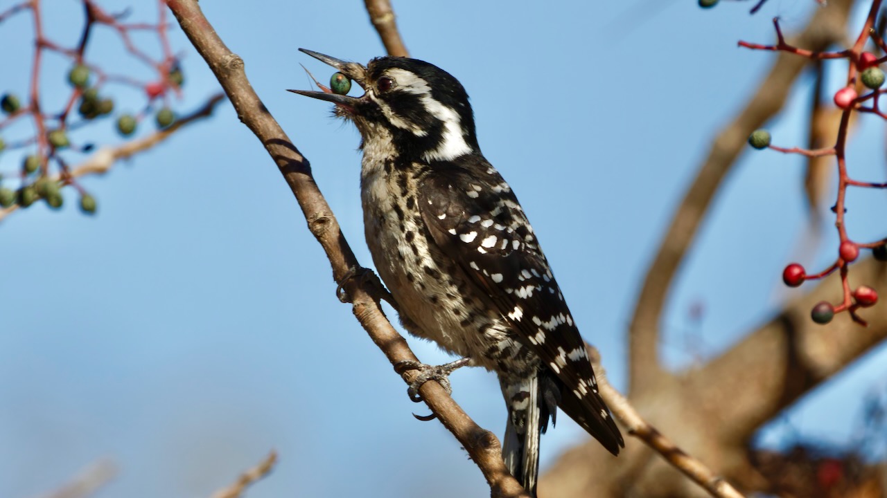 Nuttall’s Woodpecker