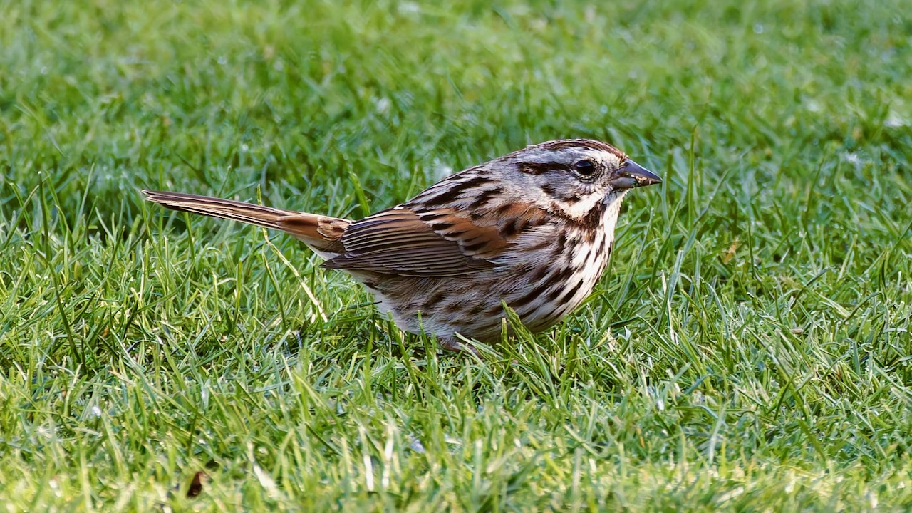 Song Sparrow