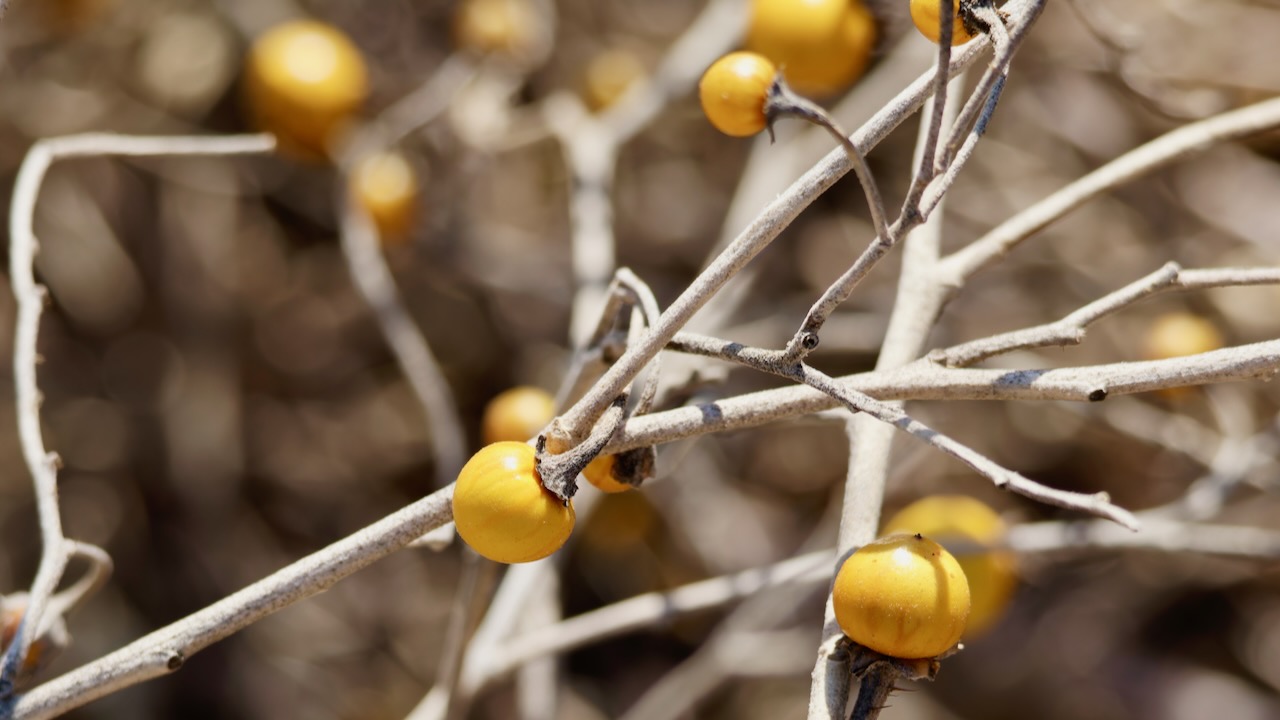 Silverleaf Nightshade