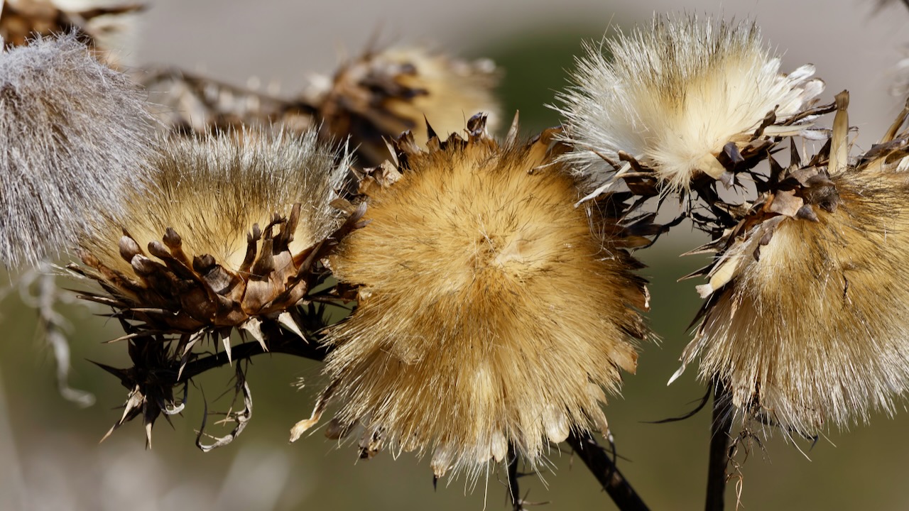 Cardoon