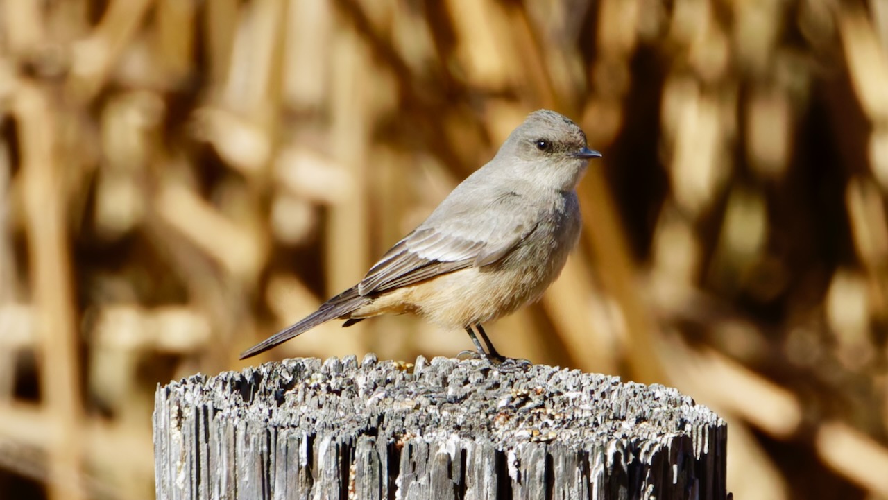 Say's Phoebe