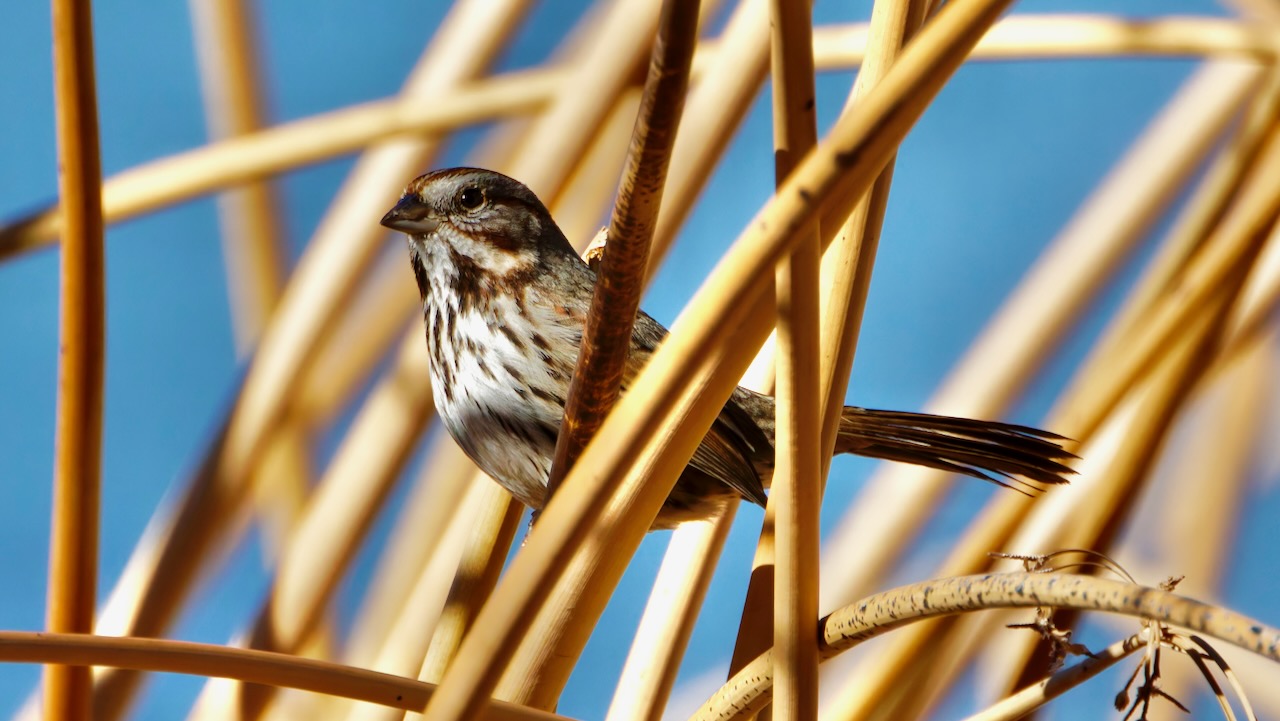 Song Sparrow