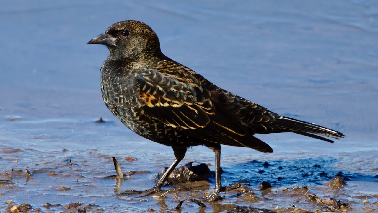 Red-winged Blackbird