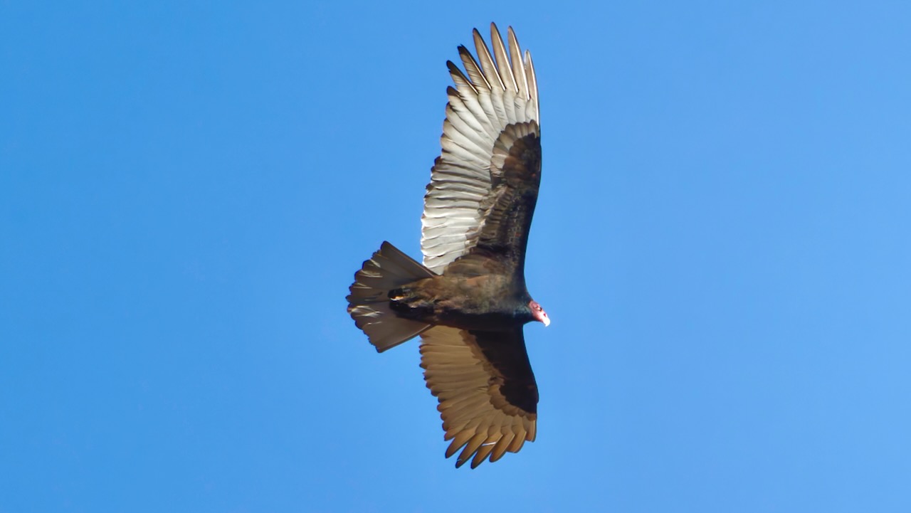 Turkey Vulture