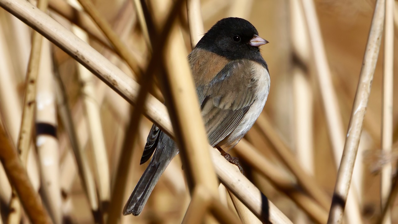 Dark-eyed Junco