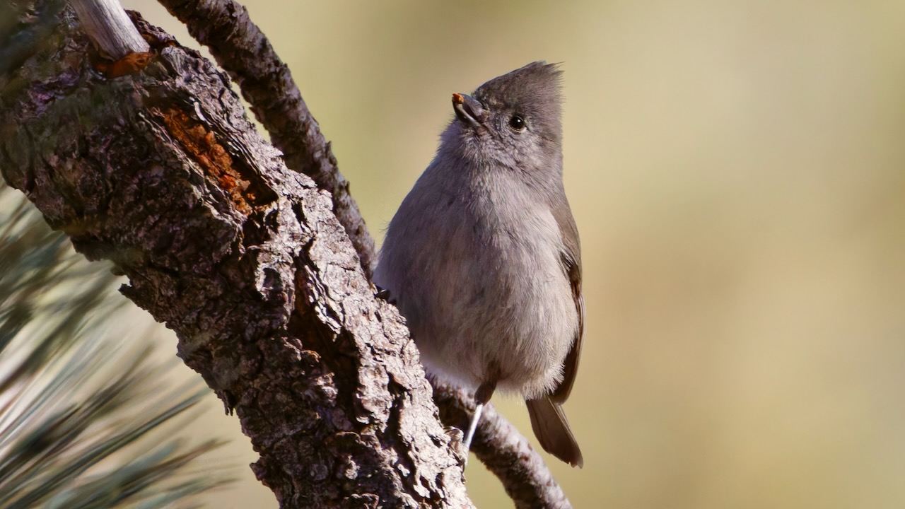 Oak Titmouse