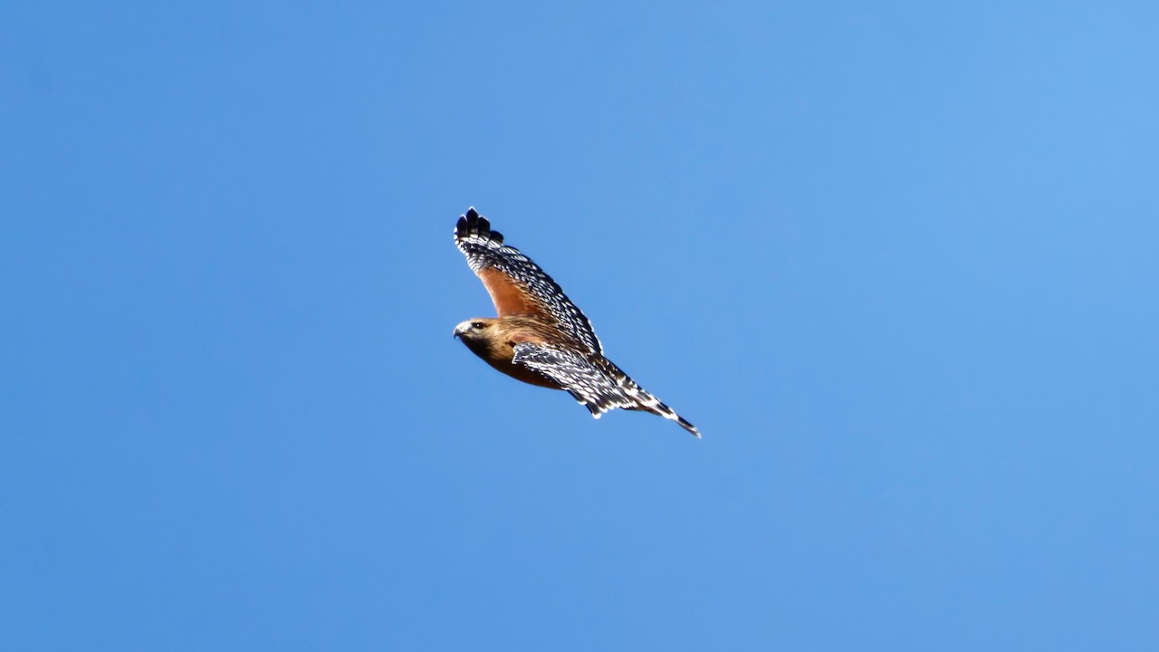 Red-shouldered Hawk