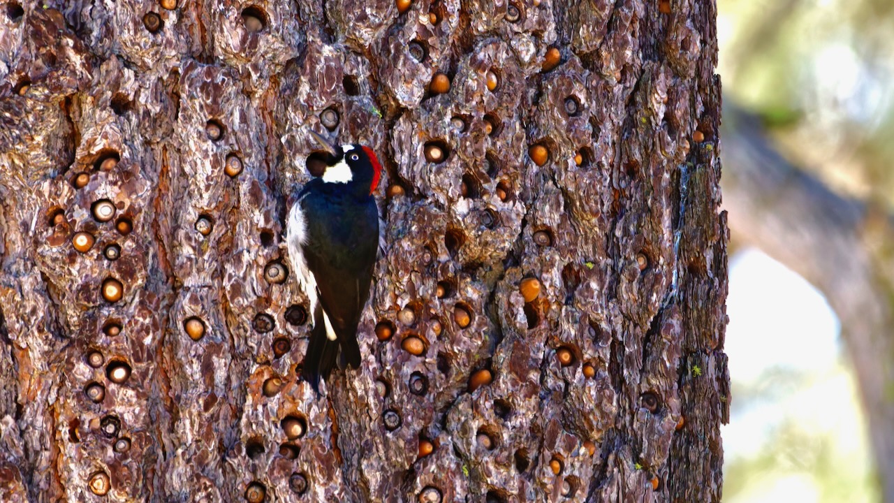 Acorn Woodpecker