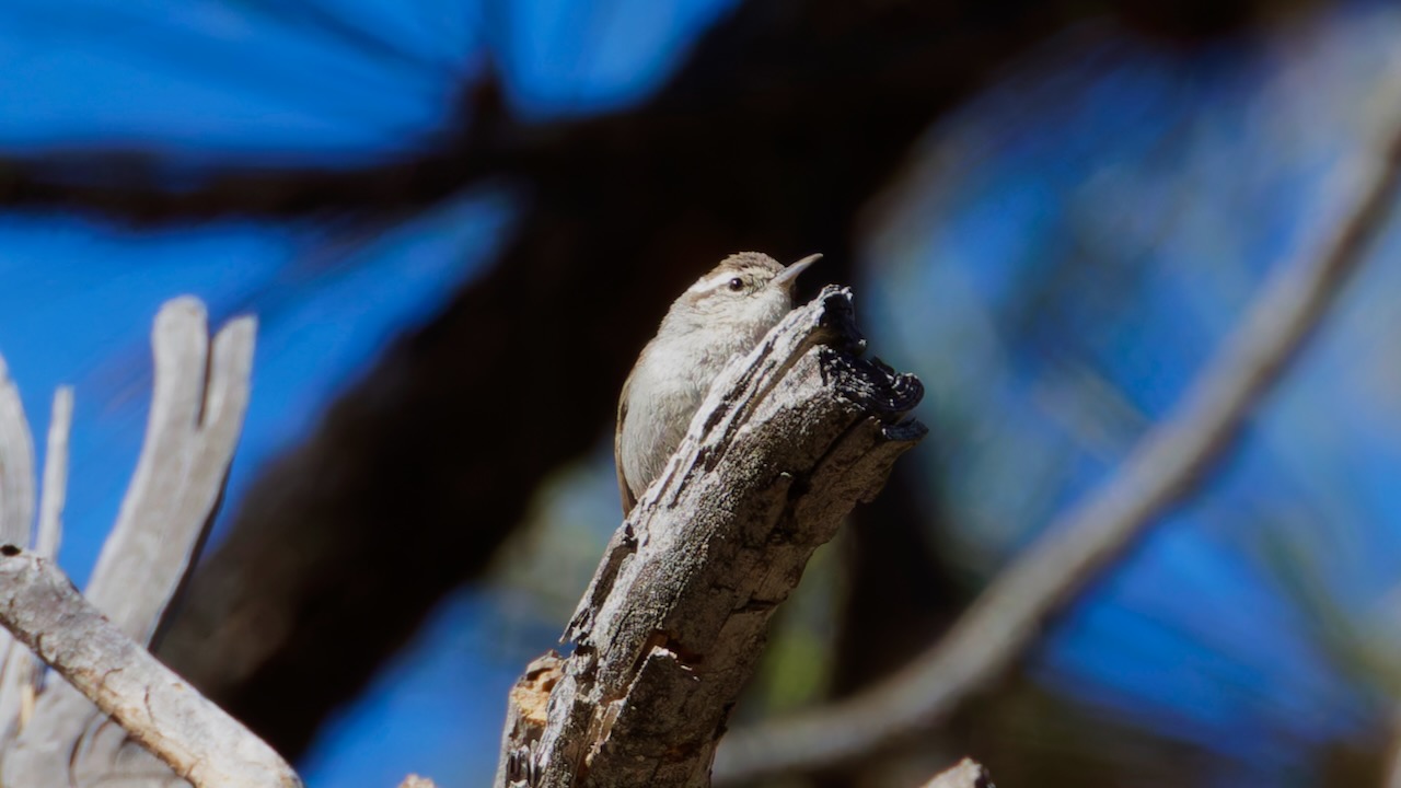 Bewick's Wren