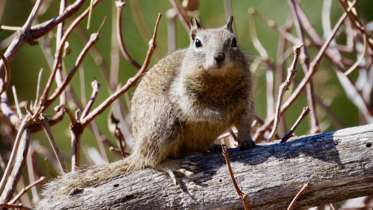 California Ground Squirrel