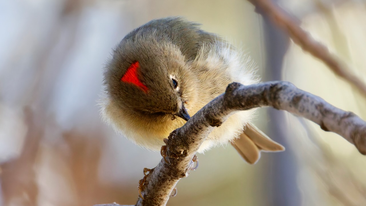 Ruby-crowned Kinglet