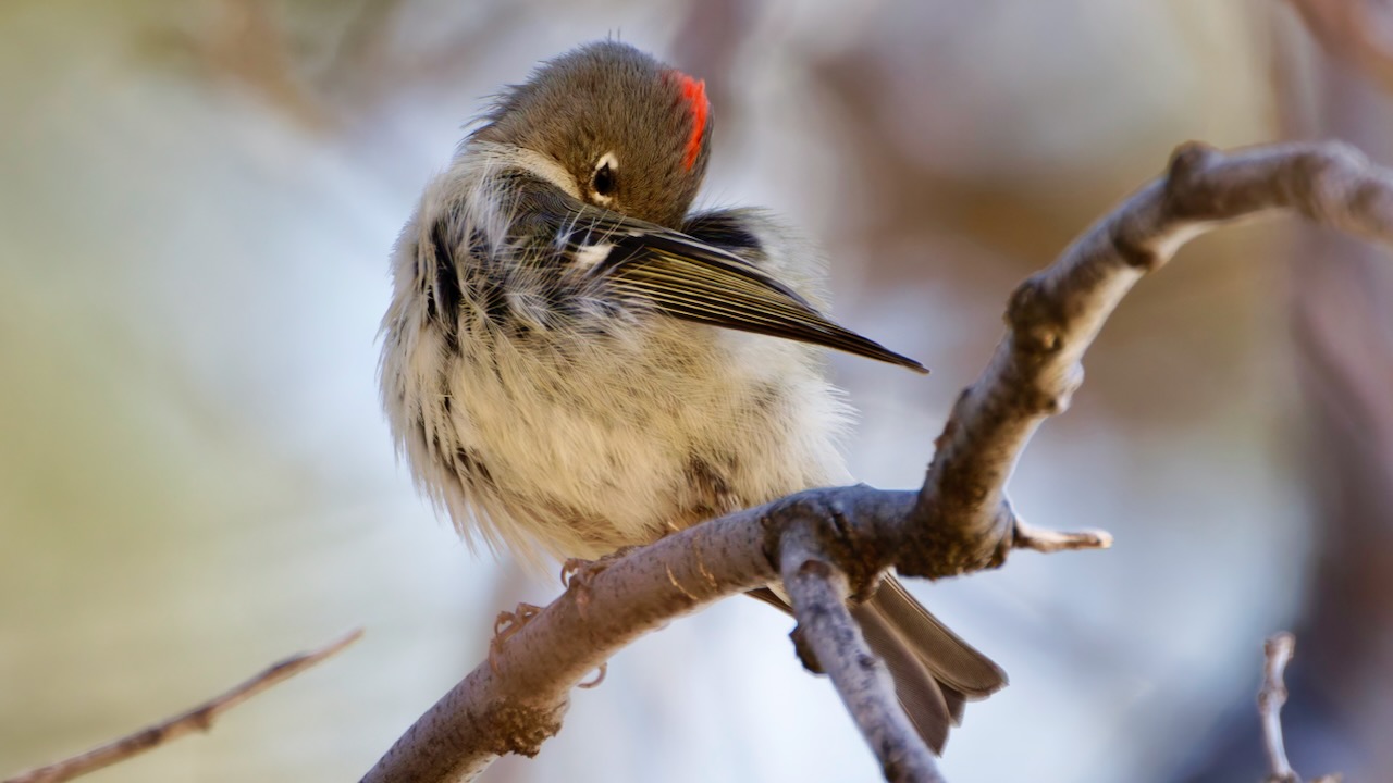 Ruby-crowned Kinglet