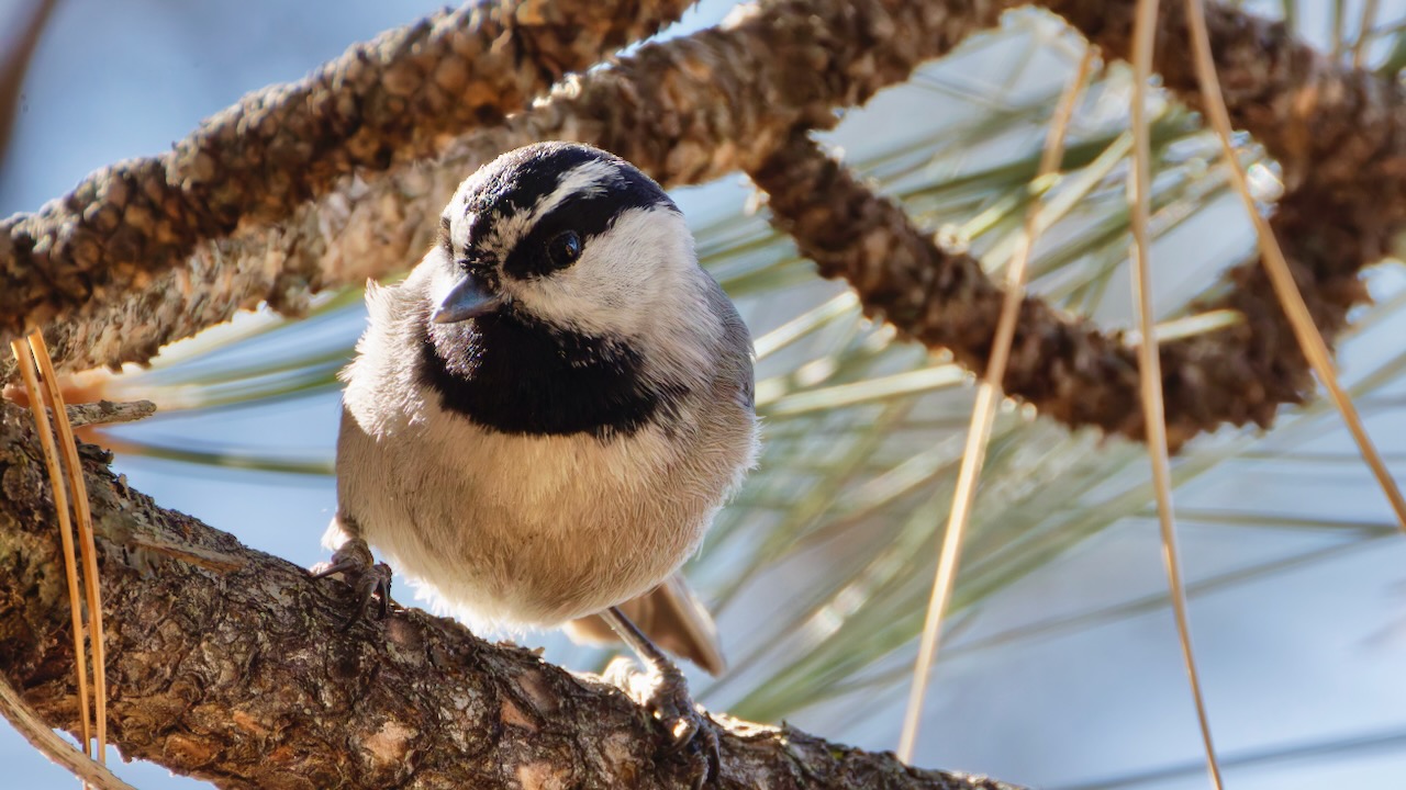 Mountain Chickadee