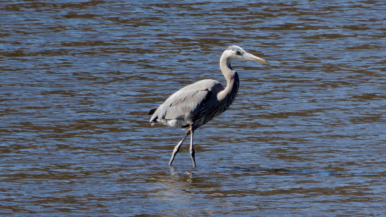 Great Blue Heron