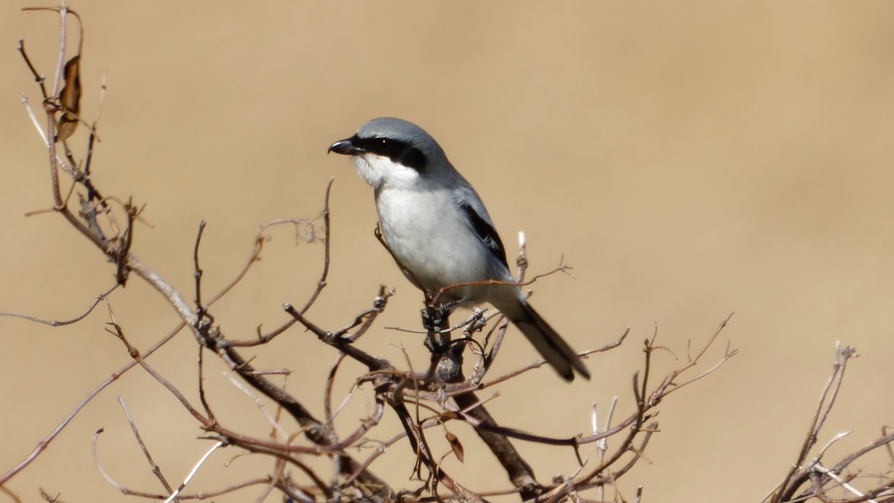 Loggerhead Shrike