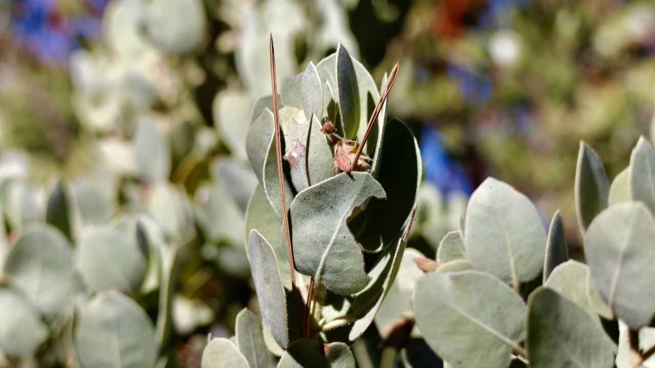 Pringle Manzanita