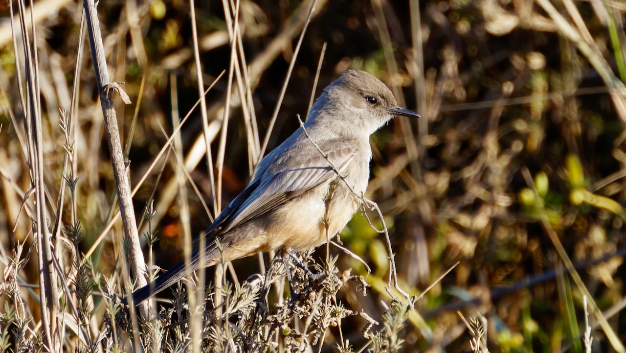 Say's Phoebe