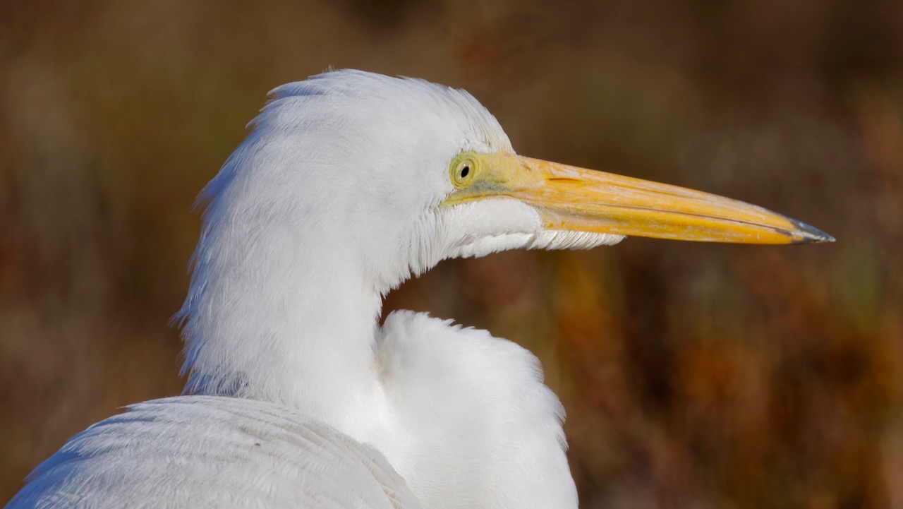 Great Egret