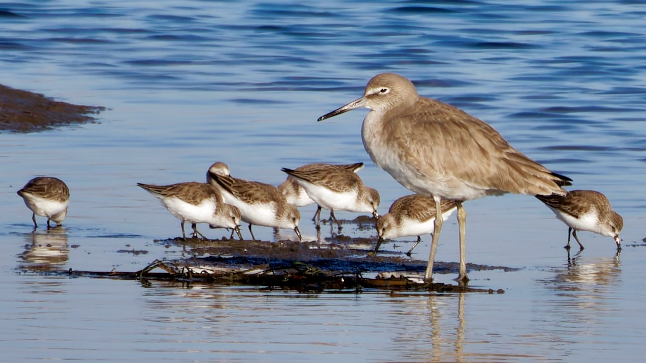 Willet with Western Sandpipers