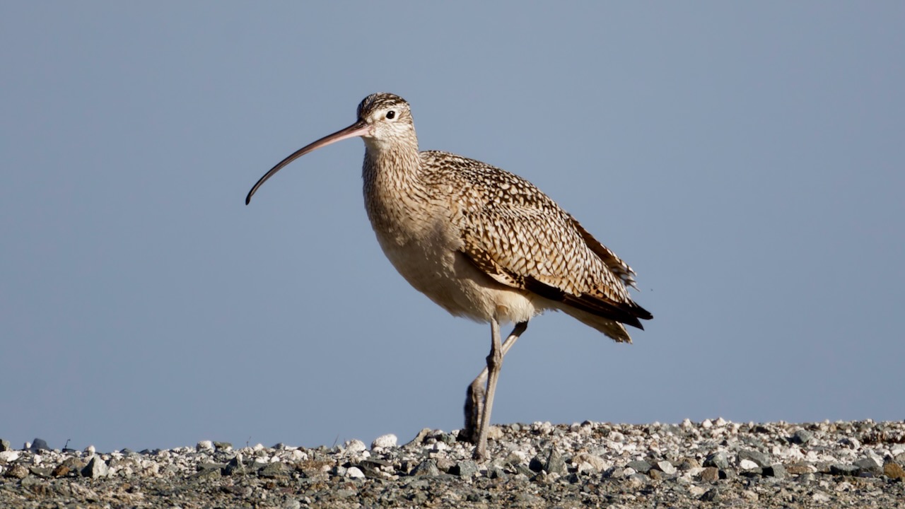 Long-billed Curlew