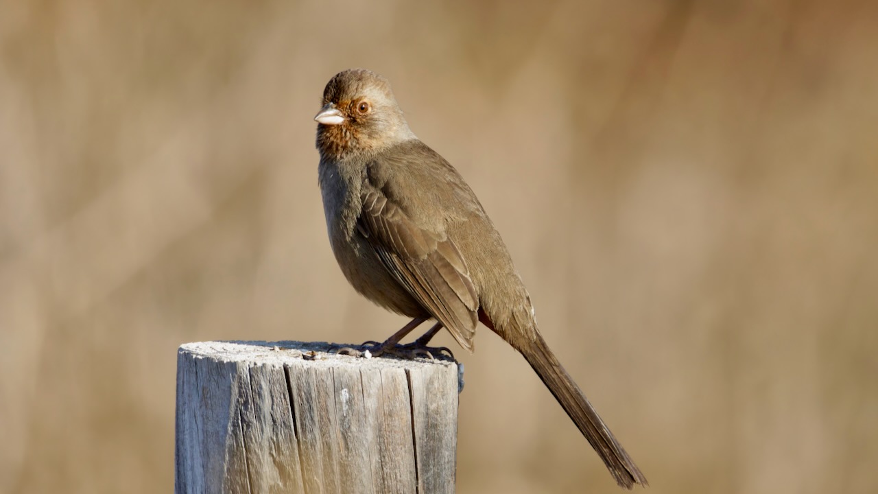 California Towhee