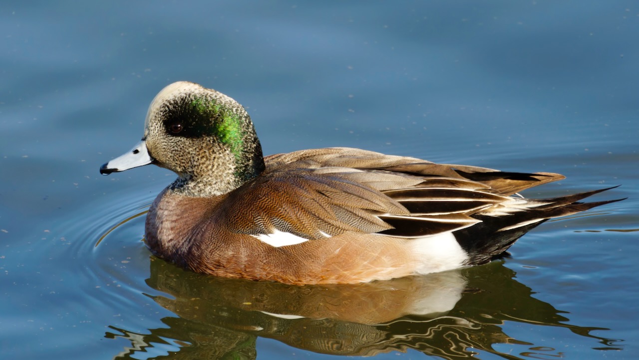 American Wigeon