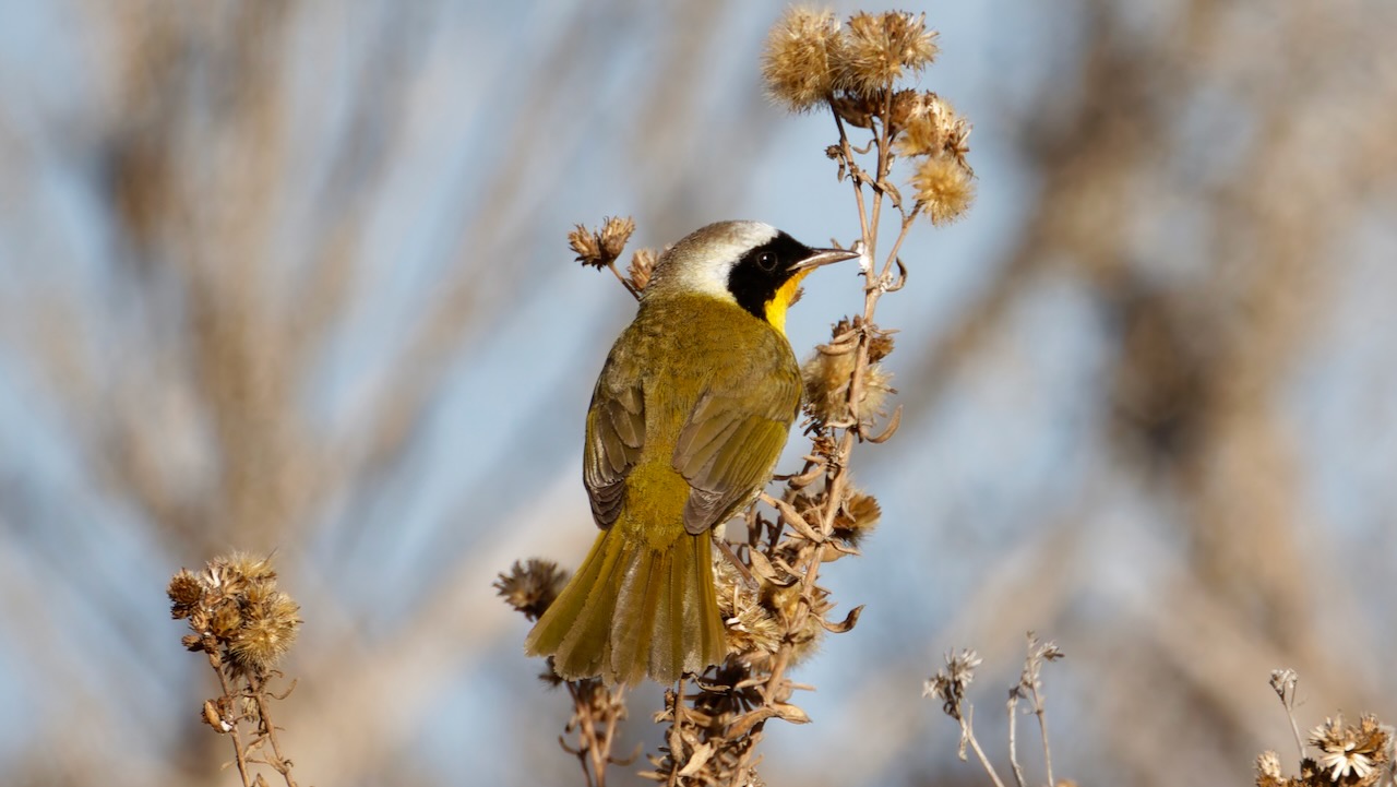 Common Yellowthroat